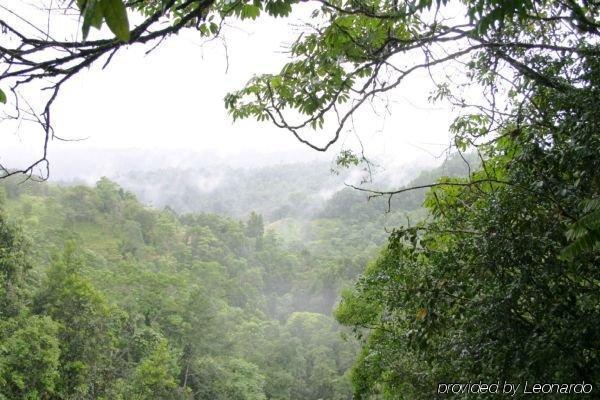 The Canopy Rainforest Treehouses & Wildlife Sanctuary Tarzali Eksteriør bilde